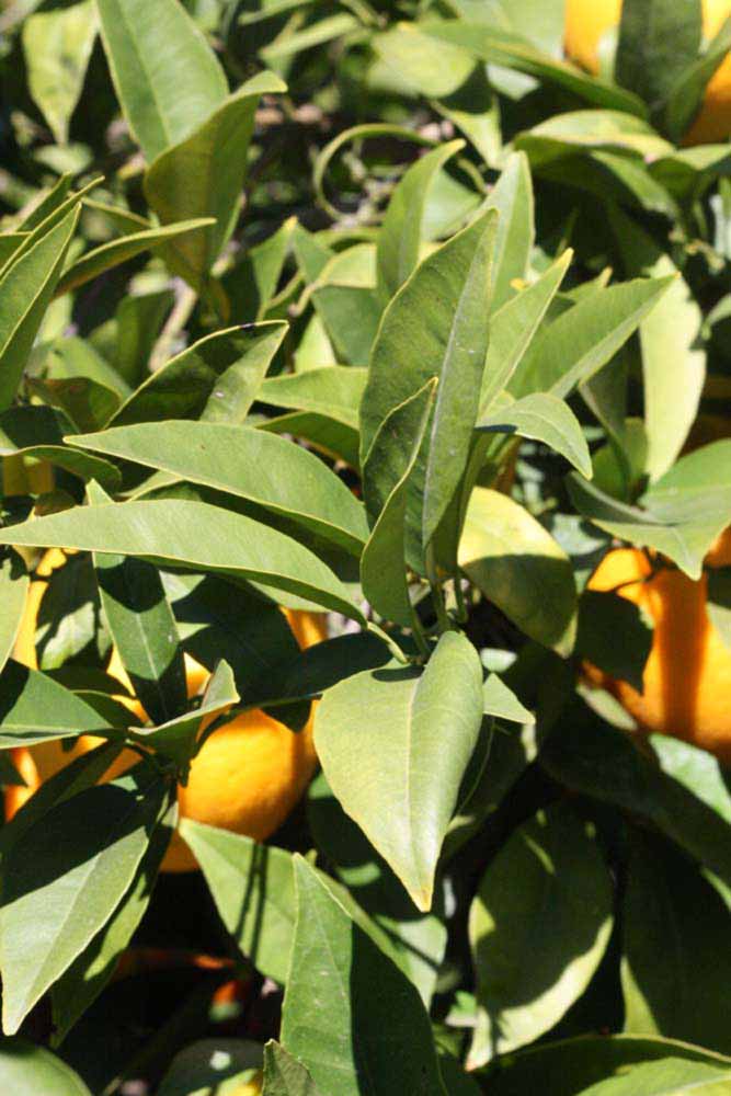            Sun leaves (Riverside, CA)   